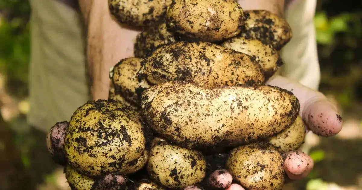 Récolter les pommes de terre au potager : poignée de tubercules fraîchement arrachés de la terre en fin d'été.