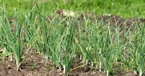 Rang d'oignons dans un potager d'été, pour illustrer comment récupérer ses graines de légumes au jardin