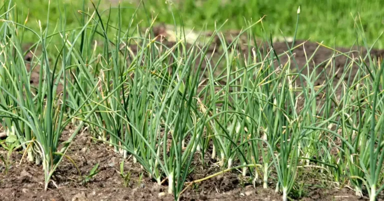 Rang d'oignons dans un potager d'été, pour illustrer comment récupérer ses graines de légumes au jardin