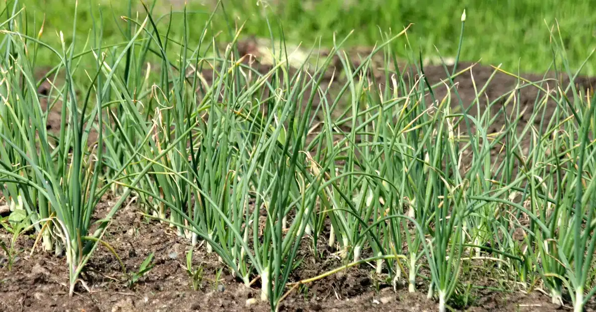 Rang d'oignons dans un potager d'été, pour illustrer comment récupérer ses graines de légumes au jardin