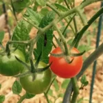 Pailler le potager en automne : paille étalée au pied de plants de tomates dans un carré de potager