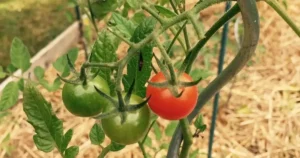 Pailler le potager en automne : paille étalée au pied de plants de tomates dans un carré de potager