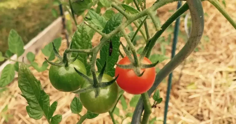Restriction d'eau au jardin : potager paillé qui garde l'humidité du sol pendant la sécheresse estivale