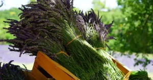 Tailler la lavande en été : bouquets de lavande fraîchement coupés après la floraison, prêts à sécher au jardin