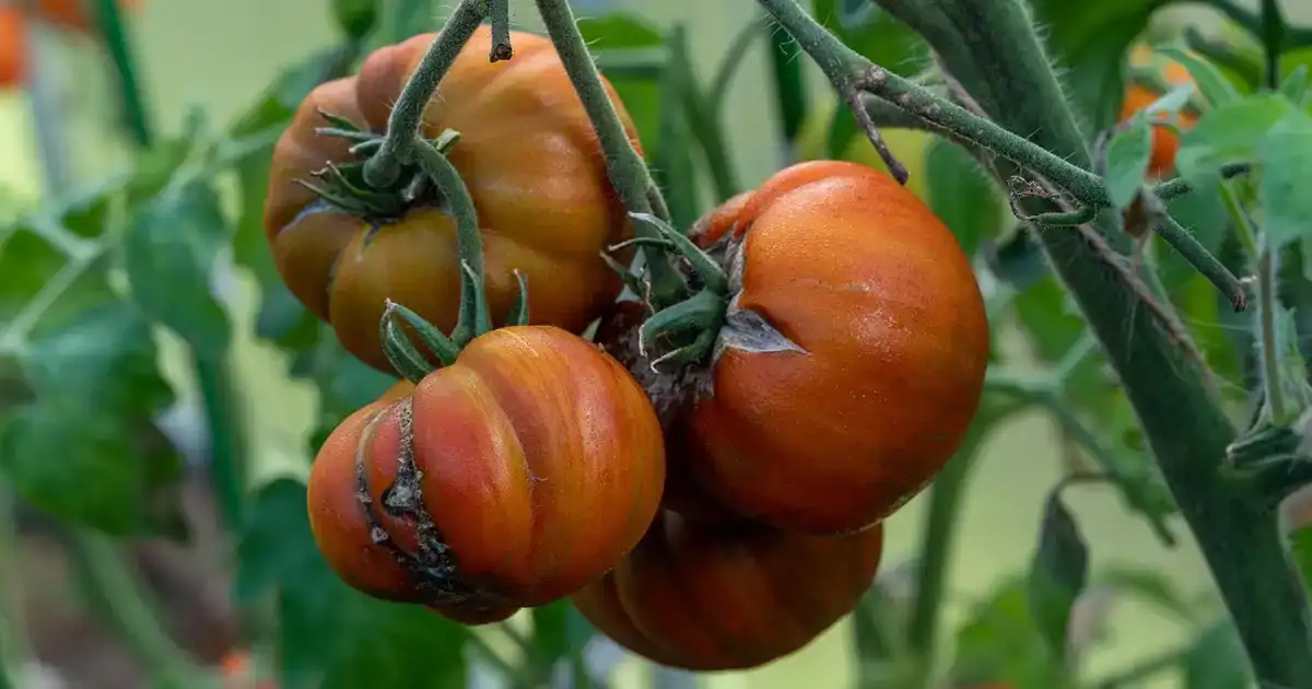 Tomates fendues sur leur pied en été, fruits éclatés après un arrosage irrégulier au potager