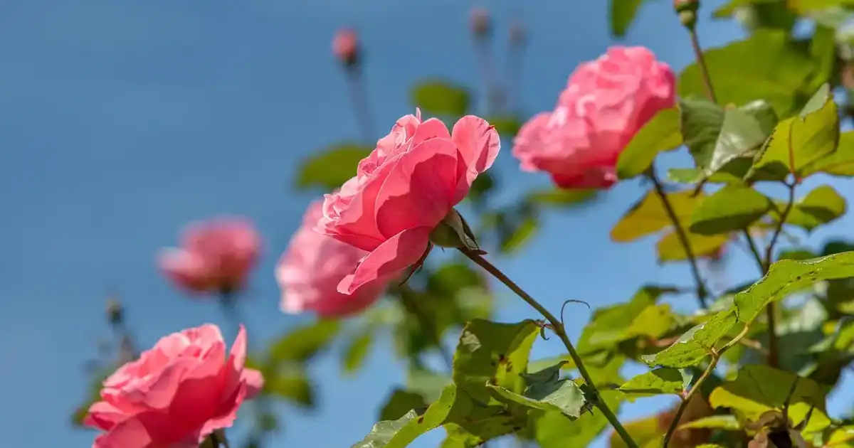 Bouturer les rosiers en automne : rosier en fleurs aux tiges saines, idéales pour prélever des boutures et obtenir de nouveaux plants