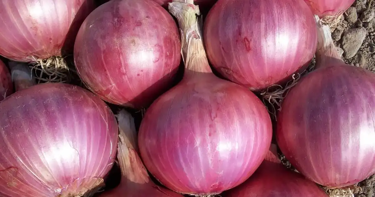 Oignons rouges récoltés et séchés, prêts à stocker pour bien conserver les oignons et l'ail tout l'hiver