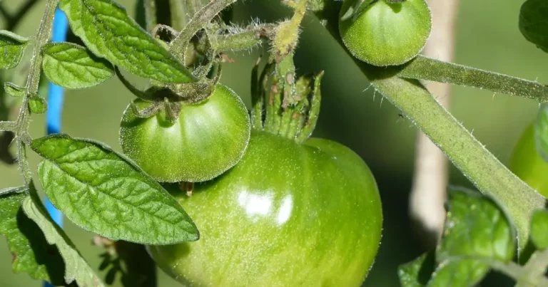Tomate verte sur le pied au potager, en lien avec le cul noir des tomates et les gestes pour éviter ce problème