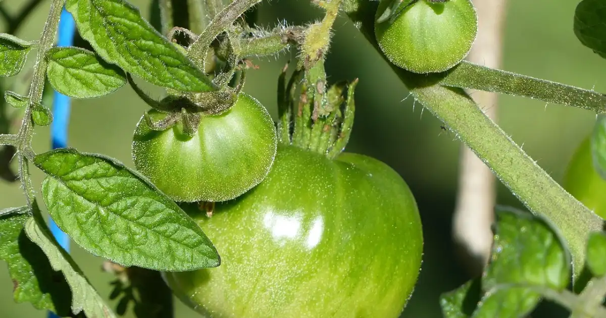 Tomate verte sur le pied au potager, en lien avec le cul noir des tomates et les gestes pour éviter ce problème
