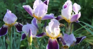 Diviser les iris au jardin : fleurs d'iris violets épanouis dans un massif en été avant la division des touffes