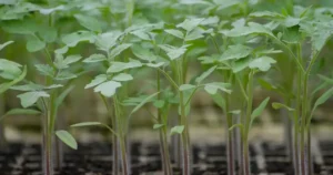 Jeunes plants de tomate au feuillage vert et sain, en lien avec un article sur le mildiou de la tomate au potager