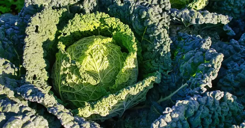 Planter les choux d'hiver au potager : jeune plant de chou frise aux feuilles vertes gaufrees, pret a passer la saison froide