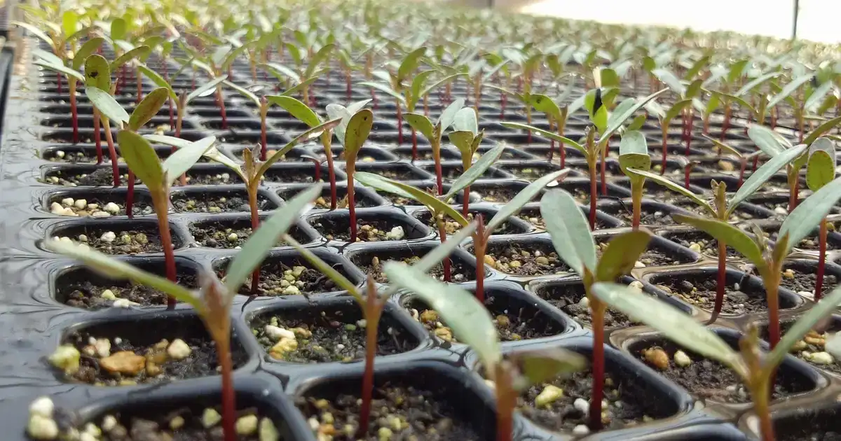 Que planter en septembre au potager : jeunes plants et semis en godets prêts à repiquer pour des récoltes d'automne et d'hiver