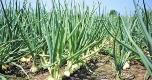 Récolter les oignons au potager : bulbes mûrs arrachés et mis à sécher au soleil avant la conservation au sec