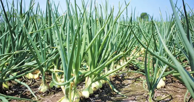 Récolter les oignons au potager : bulbes mûrs arrachés et mis à sécher au soleil avant la conservation au sec