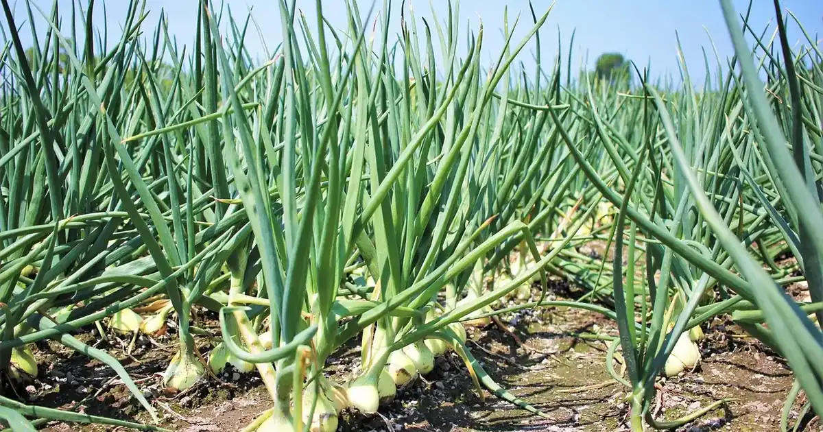 Récolter les oignons au potager : bulbes mûrs arrachés et mis à sécher au soleil avant la conservation au sec