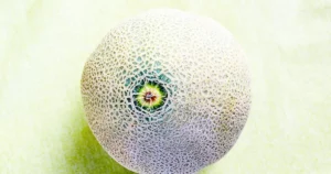 Reconnaître un melon mûr : cantaloup à la peau brodée bien nette, signe d'un melon de saison prêt à déguster