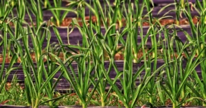 Repiquer les poireaux au potager : jeunes plants de poireaux repiques en rang, feuillage vert et sol paille en ete