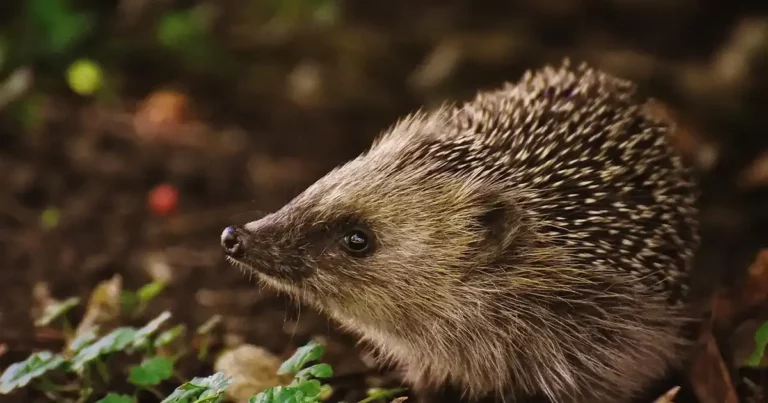 Un hérisson qui avance sur le sol d'un jardin, à la recherche d'un abri à hérisson pour passer l'hiver