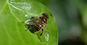 Bassin de jardin avant l'hiver : végétation aquatique et petite faune à protéger avant les premiers froids