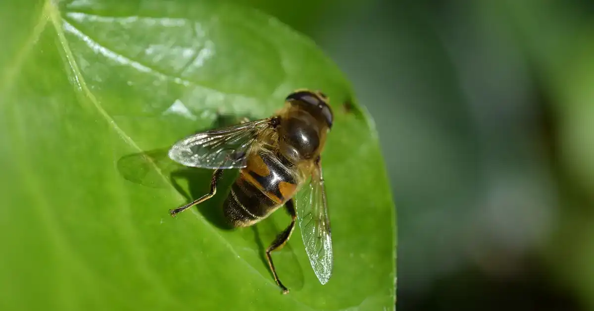 Bassin de jardin avant l'hiver : végétation aquatique et petite faune à protéger avant les premiers froids