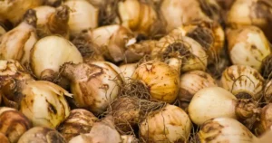 Bulbes d'été à rentrer : tubercules et bulbes de dahlias et glaïeuls séchés, prêts à être conservés au sec pour l'hiver