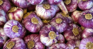 Planter l'ail d'automne : têtes d'ail violet en tas, la variété que l'on met en terre à l'automne au potager.