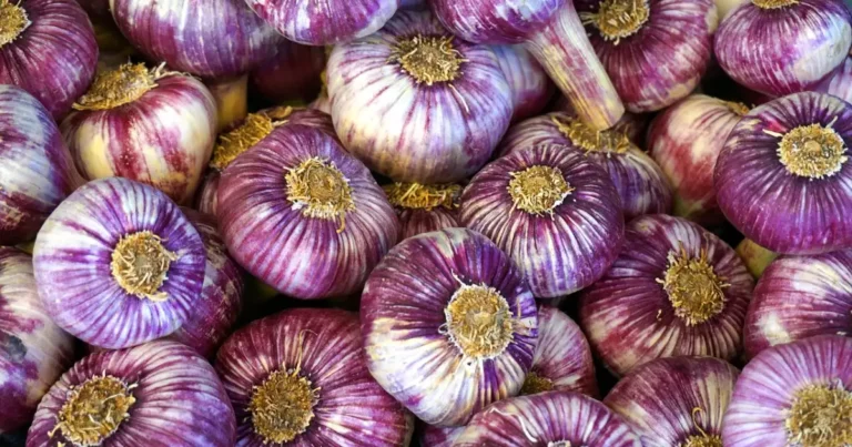 Planter l'ail d'automne : têtes d'ail violet en tas, la variété que l'on met en terre à l'automne au potager.