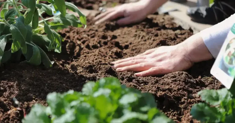 Planter les arbustes en automne : mains tassant la terre autour d'un jeune arbuste fraîchement installé dans un massif de jardin