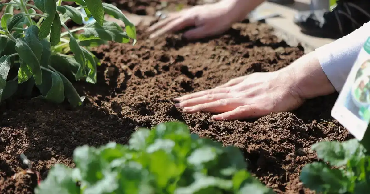 Planter les arbustes en automne : mains tassant la terre autour d'un jeune arbuste fraîchement installé dans un massif de jardin