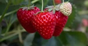 Fraisiers en automne : fraises rouges bien mûres sur le plant au jardin, illustrant la plantation des fraisiers en automne