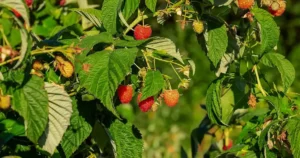 Planter les framboisiers en automne : jeune plant à racines nues installé dans une terre riche et paillée le long d'un rang tuteuré