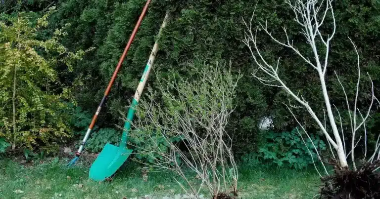 Planter la rhubarbe en automne : bêche et terre préparée dans une bordure de jardin avant la mise en place d'un pied
