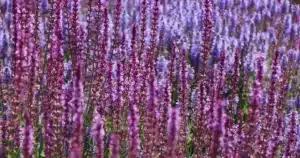 Planter les vivaces en automne : massif de sauges vivaces roses et violettes en fleurs au jardin