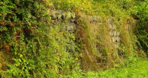 Planter une haie en automne : haie d'arbustes verte et dense le long d'un jardin, au feuillage fourni sous la lumiere douce de l'automne