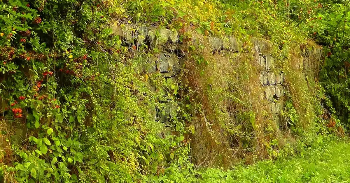 Planter une haie en automne : haie d'arbustes verte et dense le long d'un jardin, au feuillage fourni sous la lumiere douce de l'automne
