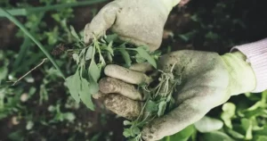 Préparer le potager pour l'hiver : mains gantées nettoyant une planche de légumes avant l'arrivée des premiers froids de l'automne