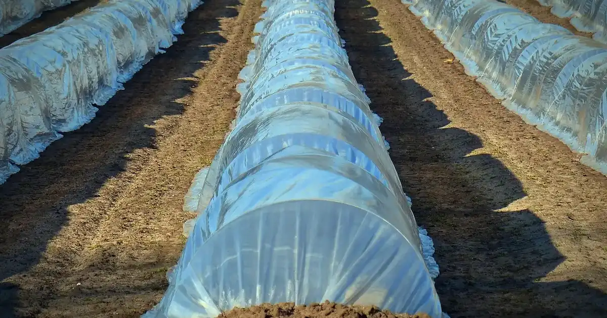Protéger les plantes du gel : rangées de cultures du potager couvertes d'un voile de protection avant les premières gelées d'automne