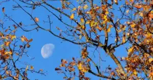 Que faire au jardin en novembre : branches d'automne aux feuilles dorees et lune dans un ciel bleu clair