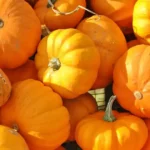 Récolter les courges à l'automne : potirons mûrs aux tiges sèches, prêts à cueillir et à conserver au potager
