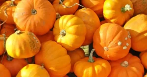 Récolter les courges à l'automne : potirons mûrs aux tiges sèches, prêts à cueillir et à conserver au potager