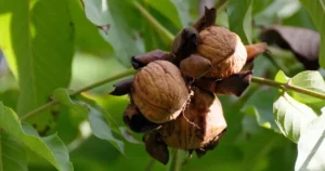 Noix encore dans leur brou, accrochées aux branches du noyer, prêtes à être récoltées à l'automne