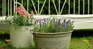 Rentrer les plantes en pot avant l'hiver : pots fleuris de lavande et de géraniums sur une terrasse à l'abri du froid