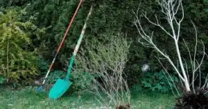 Bêche plantée dans la terre fraîchement amendée au pied d'une haie : amender le sol en automne au jardin