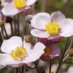 Fleurs rose pâle d'anémone du Japon au cœur jaune, en pleine floraison d'automne au jardin, parmi les boutons prêts à s'ouvrir