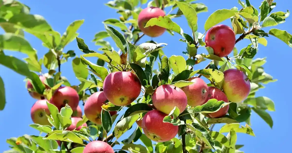 Pommier chargé de pommes rouges sous un ciel bleu, un arbre fruitier à racines nues planté en automne