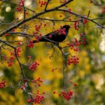 Merle noir perché dans un arbre chargé de baies rouges en automne, devant un feuillage jaune et doré