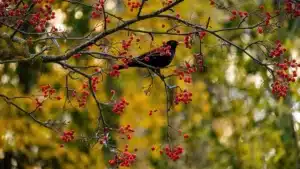 Merle noir perché dans un arbre chargé de baies rouges en automne, devant un feuillage jaune et doré
