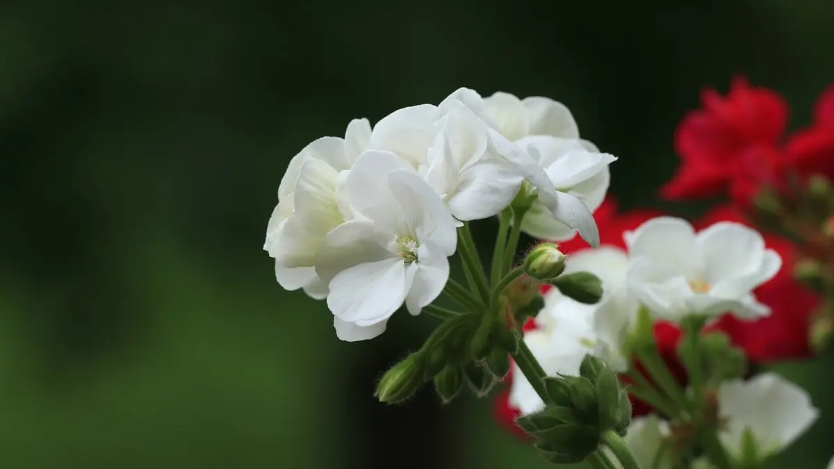 Géraniums de balcon en fleurs, une ombelle blanche au premier plan et des fleurs rouges en arrière-plan