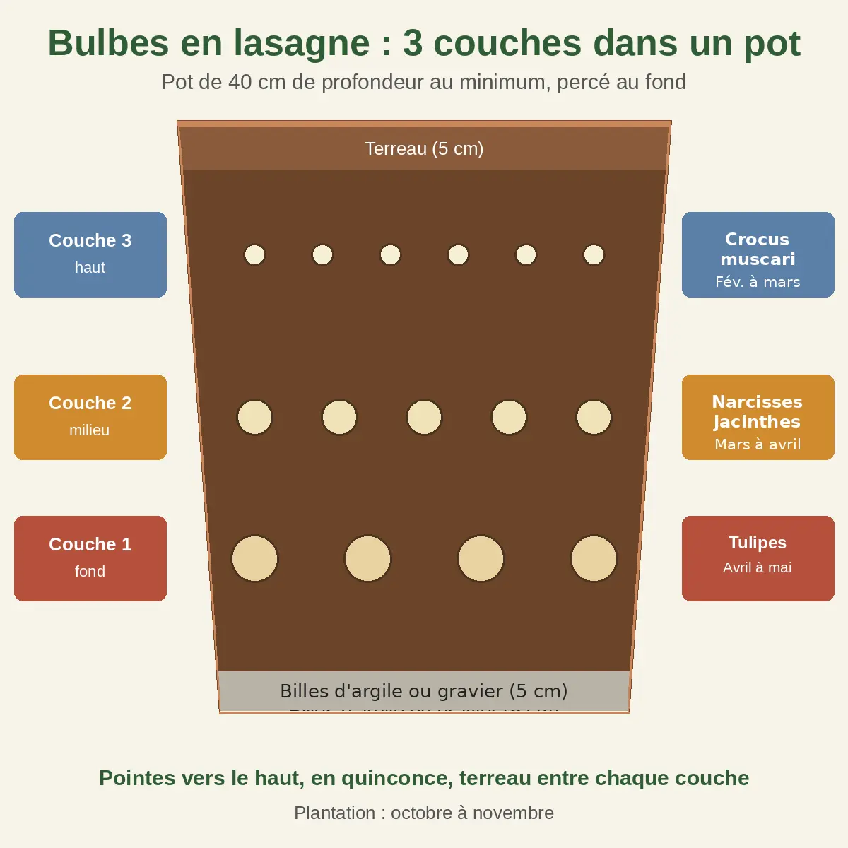 Schéma en coupe d'un pot de bulbes en lasagne avec les tulipes au fond, les narcisses au milieu et les crocus en haut